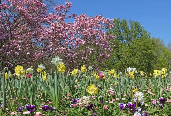 Springtime in the park - flowerbed with narcissus, bellis and ma — Stock Photo, Image