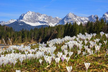çayır erken Bahar crocus, geroldsee ve Karwendel'de mountai ile
