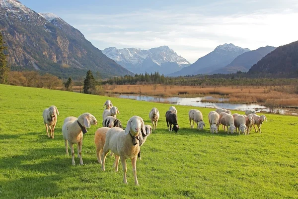 Paisaje idílico con ovejas pastando rebaño, glándula y los Alpes — Foto de Stock