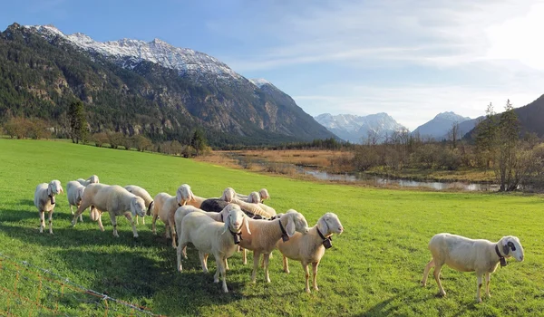 Paisaje idílico con ovejas pastando rebaño, glándula y los Alpes — Foto de Stock