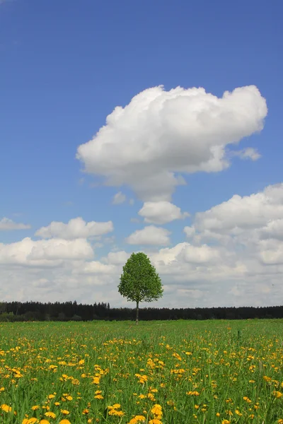 Albero solitario nel prato di tarassaco — Foto Stock