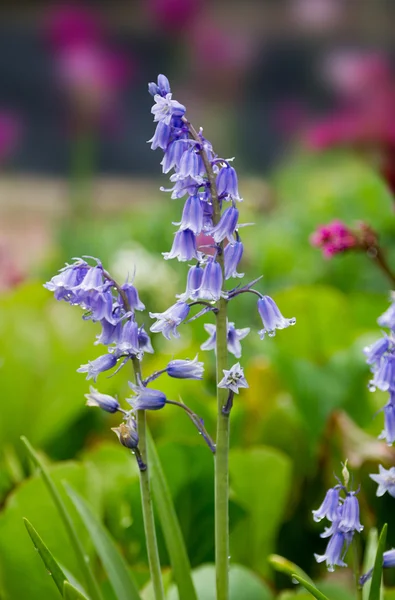 Bluebell bloem in de tuin — Stockfoto