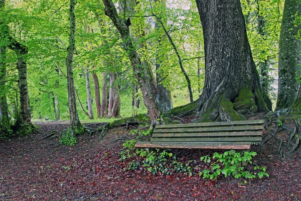 Rustic bench in the beech forest — Stock Photo, Image