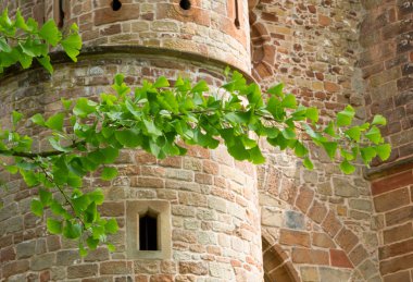 Ginkgo şube ve eski ortaçağ kalesi