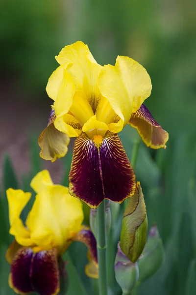 Twee gekleurde iris bloem in de tuin — Stockfoto