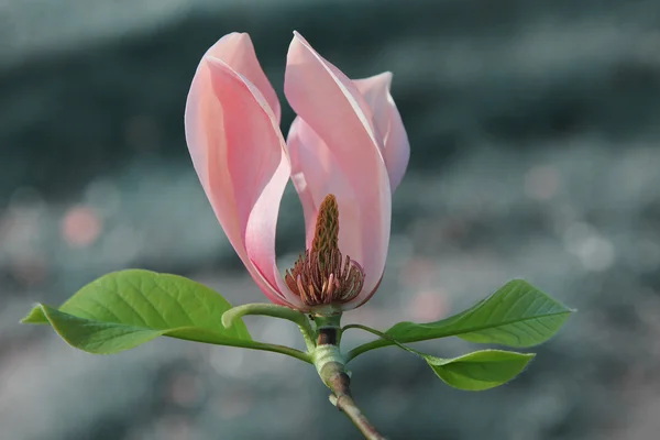 Розовая магнолия цветет в саду — стоковое фото