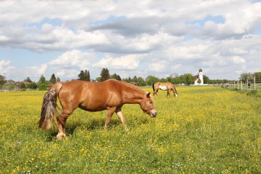 atları buttercup çayırda otlatma, kilise Binası