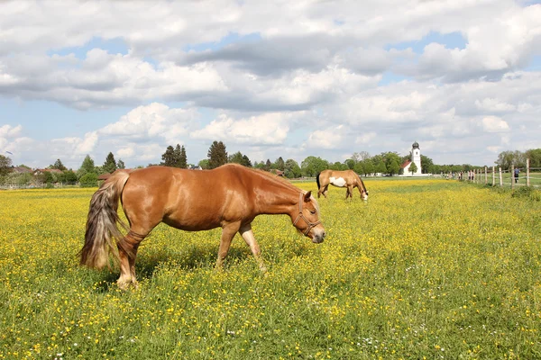 Caballos de pastoreo en el prado buttercup, edificio de la iglesia — Foto de Stock