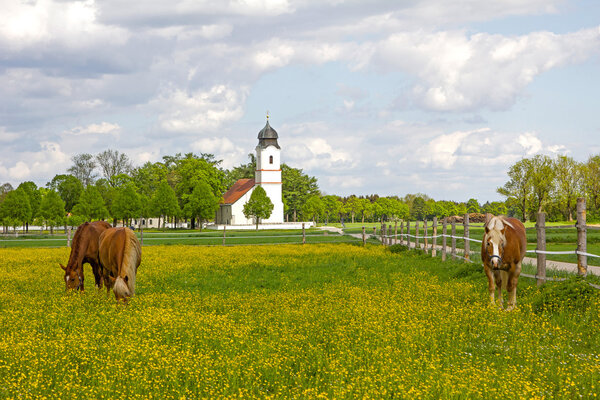 group of  horses in buttercup meadow, church building