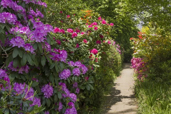 Rhododendrons σε διάφορα χρώματα — Φωτογραφία Αρχείου