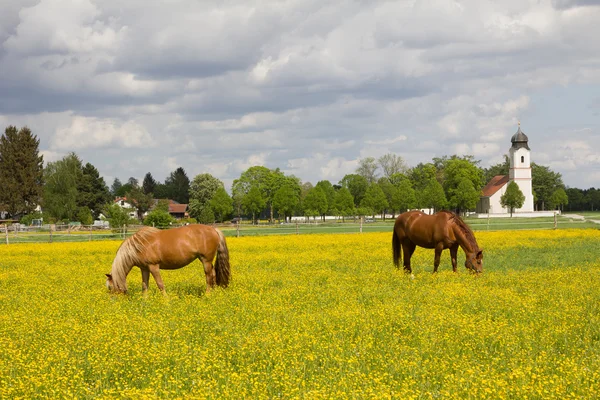 Caballos de pastoreo en el prado buttercup, edificio de la iglesia —  Fotos de Stock