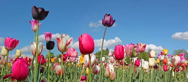 Campo tulipa brilhante em vários tipos e cores, céu azul — Fotografia de Stock