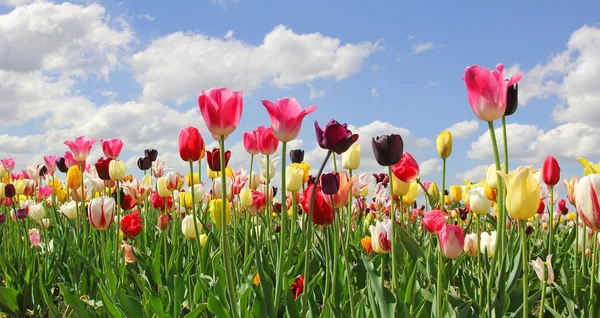 Campo tulipa brilhante em vários tipos e cores — Fotografia de Stock