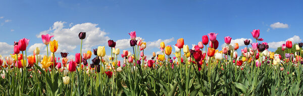 panorama tulip field