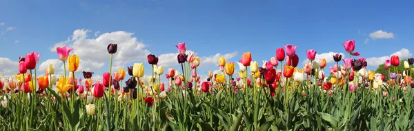 Panorama tulipa campo Imagens Royalty-Free