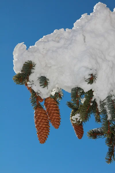 Coni di abete con neve coperta — Foto Stock