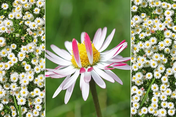 Collage - single daisy flower and daisy meadow — Stock Photo, Image