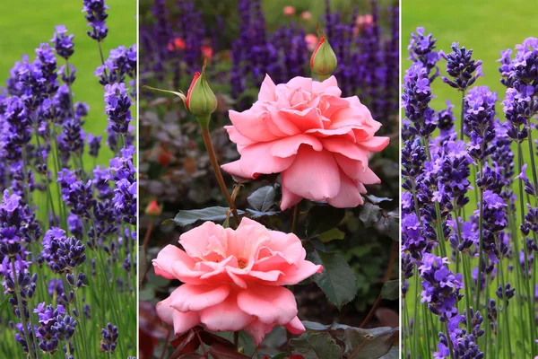 Collage - pretty fragrant rose and lavender — Stock Photo, Image