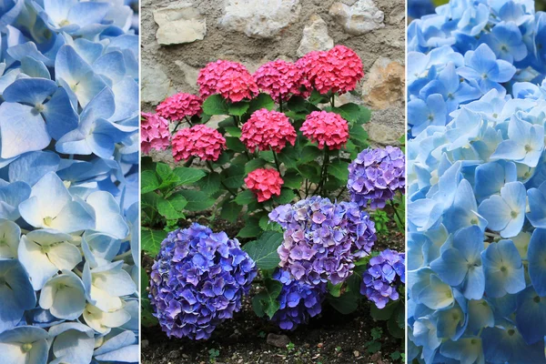 Collage - pretty fragrant hydrangeas — Stock Photo, Image
