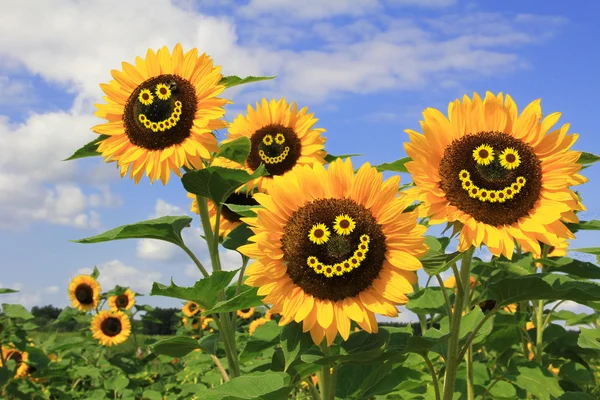 Sunflowers in the field — Stock Photo, Image