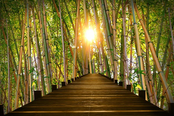 wooden boardwalk in bamboo forest
