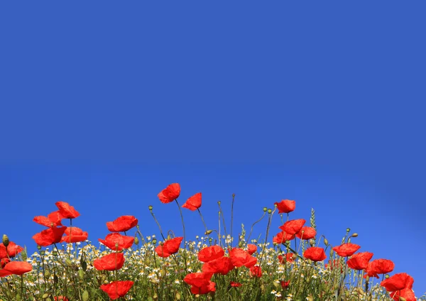 Amapolas y margueritas, fondo cielo azul — Foto de Stock