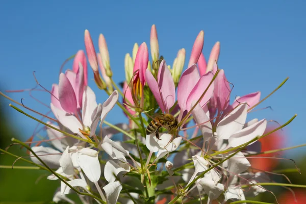 Pink spider flower with honey bee — Stock Photo, Image