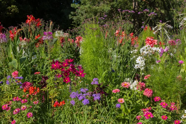 Variety of flowers in the park in a flowerbed — Stock Photo, Image