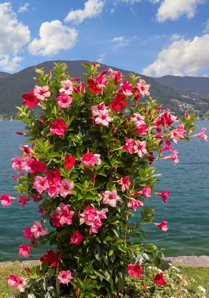 mandevilla kırmızı ve pembe Bavyera ile güzel saksı