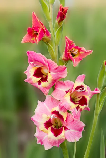 Één gladiolen tricolor in het veld — Stockfoto