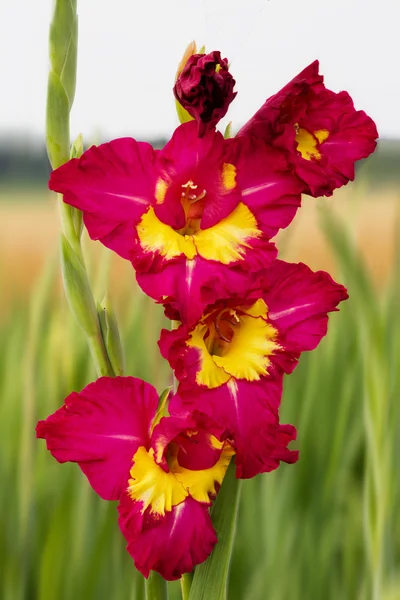 Één gladiolen rood en geel gekleurd, op het gebied — Stockfoto