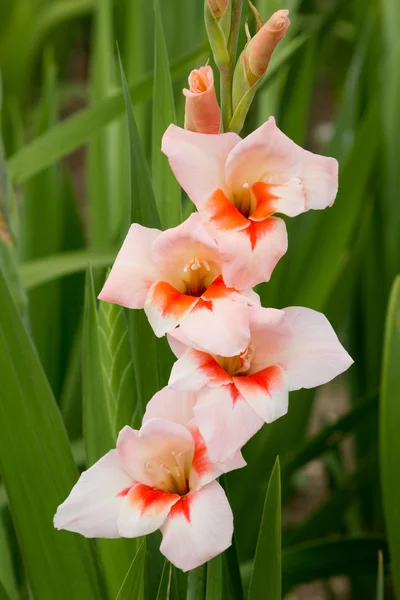 One gladiolus orange and apricot colored, in the field — Stock Photo, Image