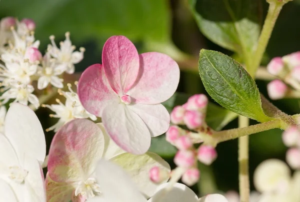 Hortensien-Eisbecher-Blüten — Stockfoto