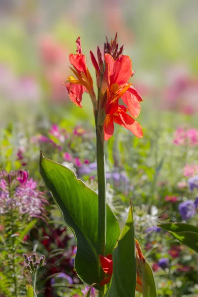 Heldere canna indica bloem in kleurrijke flowerbed — Stockfoto