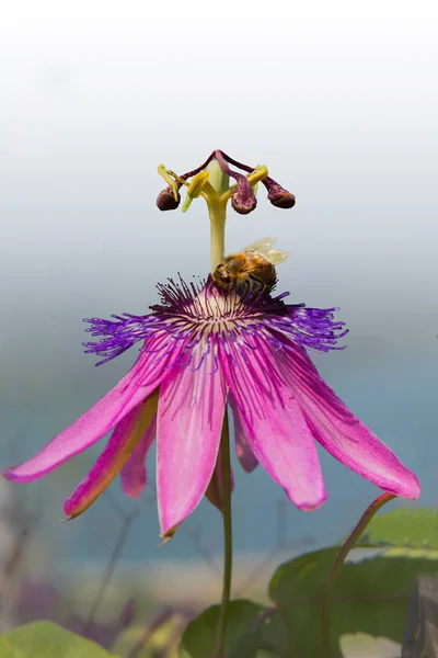 Purple clematis bloom with insect — Stock Photo, Image