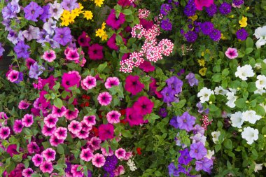 flowerbed rengarenk Petunyalar, vervains ve sardunyalar