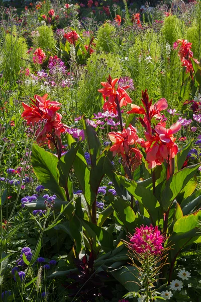 Back lightened flowerbed with canna, cosmea and cleome — Stock Photo, Image