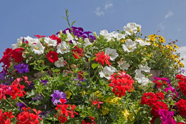 Pelargonier, petuniaer og bidens, mod blå himmel - Stock-foto