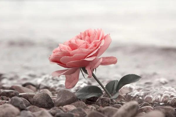 Een rooskleurig roze bloem op de steenachtige strand — Stockfoto