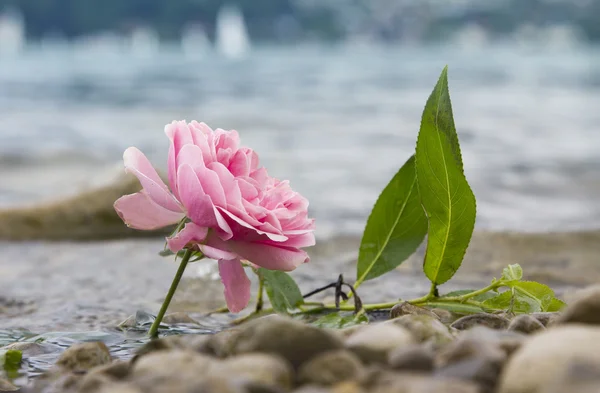Gölü sahilinde bir taze gül