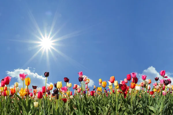 Panorama champ de tulipes, ciel bleu avec soleil — Photo