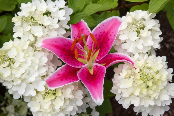 Pembe yangın lily ve beyaz ortanca paniculata — Stok fotoğraf