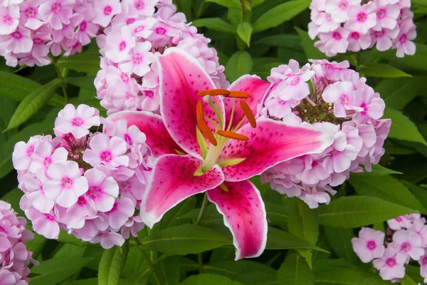 Phlox pembe ve Zambak çiçeği yangın — Stok fotoğraf