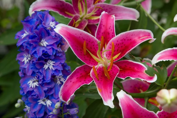 Pink fire lily and blue larkspur — Stock Photo, Image