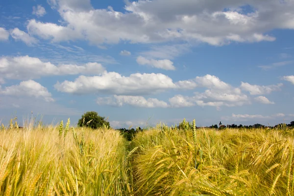 Fußweg durch goldenes Weizenfeld — Stockfoto