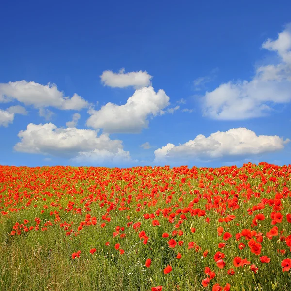 Bellissimo campo di papavero rosso e cielo blu con nuvole — Foto Stock