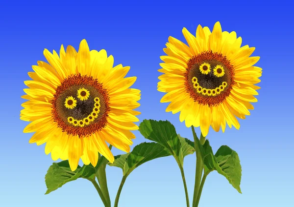 Two happy sunflowers with smiling face, blue background — Stock Photo, Image