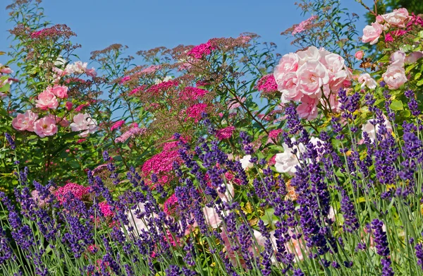 香りのよいバラとラベンダーと夏花壇 — ストック写真