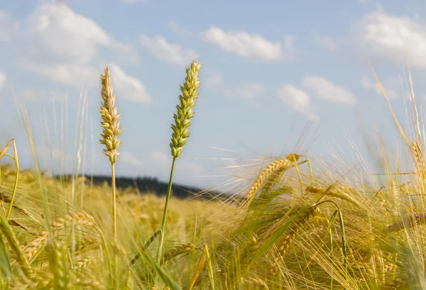 Frumento e orzo nel campo — Foto Stock