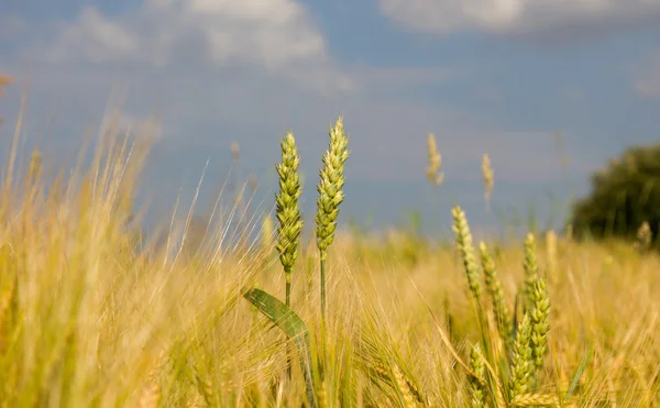 Золотая пшеница и ячмень в поле — стоковое фото